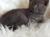 Veteriner Teknikerinden British Shorthair Yavrumuz