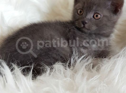 Veteriner Teknikerinden British Shorthair Yavrumuz görsel