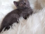 Veteriner Teknikerinden British Shorthair Yavrumuz