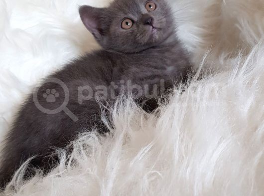 Veteriner Teknikerinden British Shorthair Yavrumuz görsel