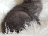 Veteriner Teknikerinden British Shorthair Yavrumuz
