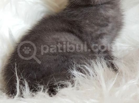 Veteriner Teknikerinden British Shorthair Yavrumuz görsel