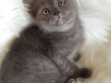 Veteriner Teknikerinden British Shorthair Yavrumuz