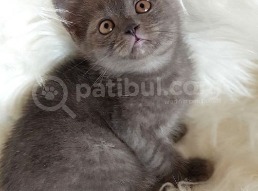 Veteriner Teknikerinden British Shorthair Yavrumuz