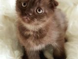 Veteriner Teknikerinden Sevimli Scottish Fold Yavrumuz