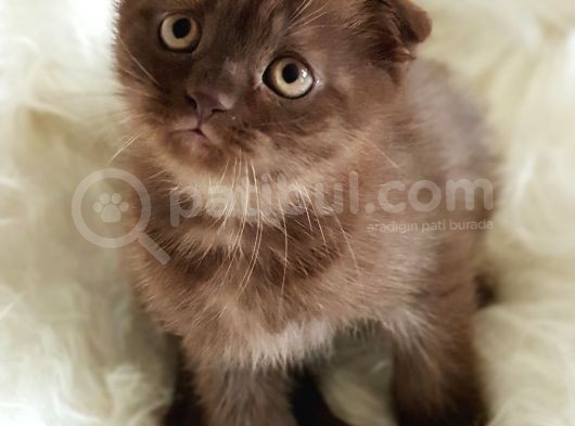 Veteriner Teknikerinden Sevimli Scottish Fold Yavrumuz