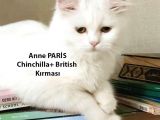 Yumuşacık Tüylü Süt Beyaz British ve Scottish Minnoşlar