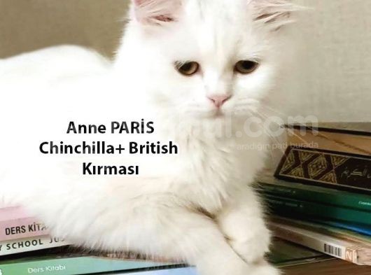 Yumuşacık Tüylü Süt Beyaz British Ve Scottish Minnoşlar