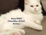 Yumuşacık Tüylü Süt Beyaz British Ve Scottish Minnoşlar