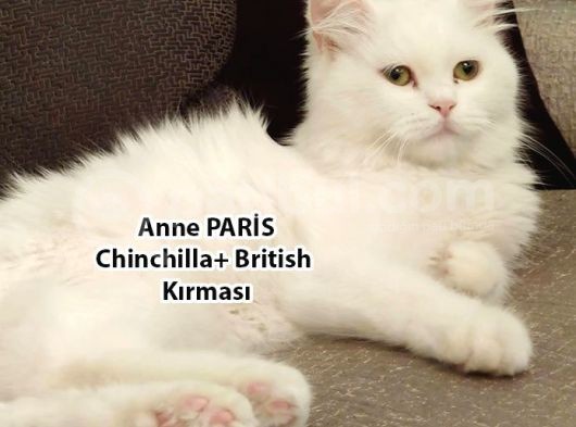 Yumuşacık Tüylü Süt Beyaz British Ve Scottish Minnoşlar görsel