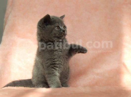 Erkek Bri̇tti̇sh Shorthai̇r Yavru