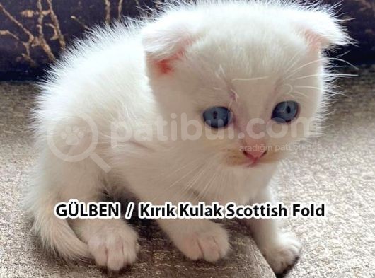 Yumuşacık Tüylü Süt Beyaz British Ve Scottish Minnoşlar görsel