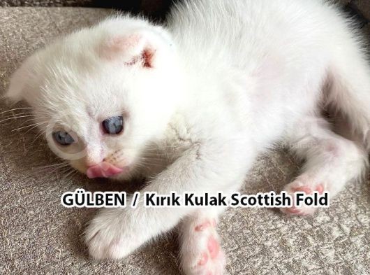 Yumuşacık Tüylü Süt Beyaz British Ve Scottish Minnoşlar görsel