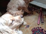 Cockapoo Irkı Uysal Yavrularımız, Veteriner Kontrolünde Teslim Edebiliriz.