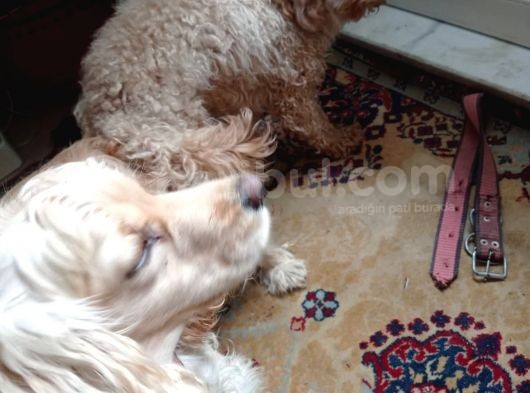 Cockapoo Irkı Uysal Yavrularımız, Veteriner Kontrolünde Teslim Edebiliriz. görsel