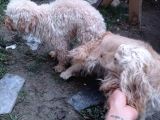 Cockapoo Irkı Uysal Yavrularımız, Veteriner Kontrolünde Teslim Edebiliriz.