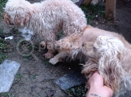 Cockapoo Irkı Uysal Yavrularımız, Veteriner Kontrolünde Teslim Edebiliriz. görsel