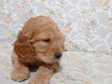 Cockapoo Irkı Uysal Yavrularımız, Veteriner Kontrolünde Teslim Edebiliriz.
