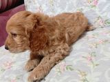 Cockapoo Irkı Uysal Yavrularımız, Veteriner Kontrolünde Teslim Edebiliriz.