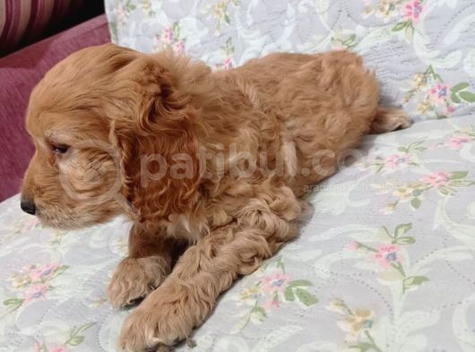 Cockapoo Irkı Uysal Yavrularımız, Veteriner Kontrolünde Teslim Edebiliriz. görsel