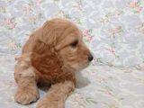 Cockapoo Irkı Uysal Yavrularımız, Veteriner Kontrolünde Teslim Edebiliriz.