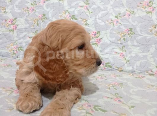Cockapoo Irkı Uysal Yavrularımız, Veteriner Kontrolünde Teslim Edebiliriz. görsel