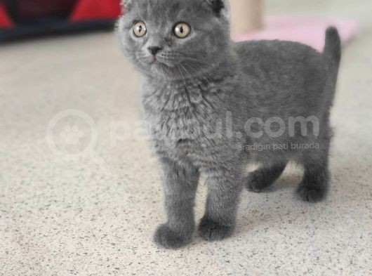 Scotti̇sh Fold Ve Bri̇ti̇sh Shorthai̇r Bebekler görsel