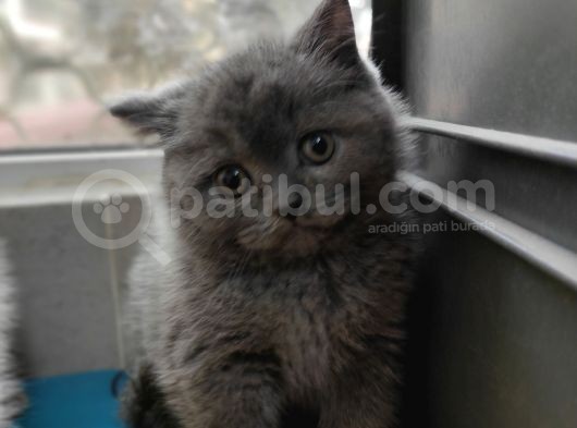 Scotti̇sh Fold Ve Bri̇ti̇sh Shorthai̇r Bebekler görsel