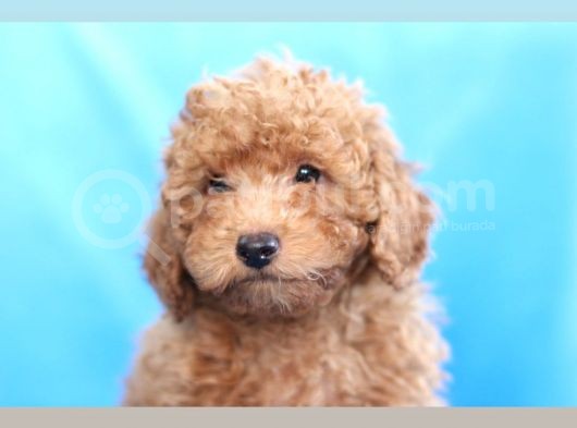 5 Aylik Poodle  Yavrular görsel