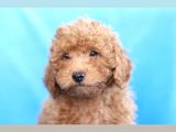 5 Aylik Poodle  Yavrular