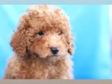 5 Aylik Poodle  Yavrular