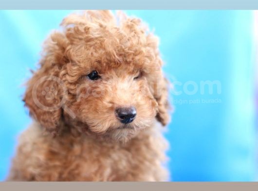 5 Aylik Poodle  Yavrular görsel