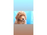 5 Aylik Poodle  Yavrular