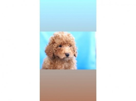 5 Aylik Poodle  Yavrular görsel