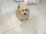 5 Aylik Poodle  Yavrular