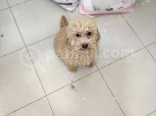 5 Aylik Poodle  Yavrular görsel