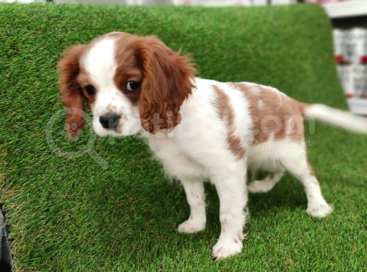 Cavalier King Charles Bebekler görsel