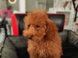 5 Aylik Poodle  Yavrular