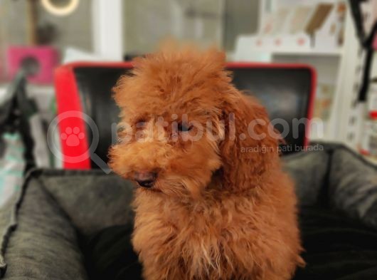 5 Aylik Poodle  Yavrular görsel