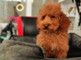 5 AYLIK POODLE  YAVRULAR