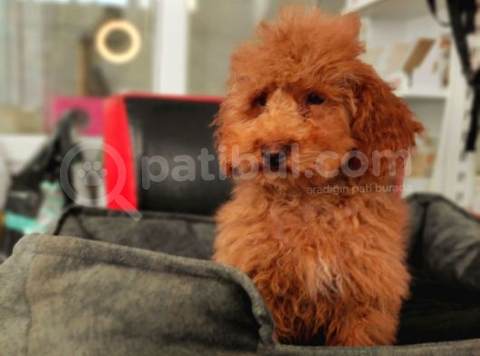 5 Aylik Poodle  Yavrular