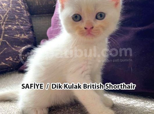 Yumuşacık Tüylü Süt Beyaz British Ve Scottish Minnoşlar görsel