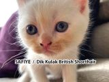 Yumuşacık Tüylü Süt Beyaz British Ve Scottish Minnoşlar