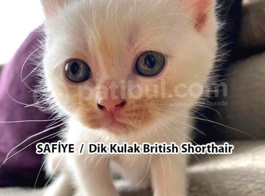 Yumuşacık Tüylü Süt Beyaz British Ve Scottish Minnoşlar görsel