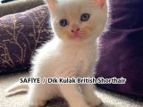 Yumuşacık Tüylü Süt Beyaz British Ve Scottish Minnoşlar