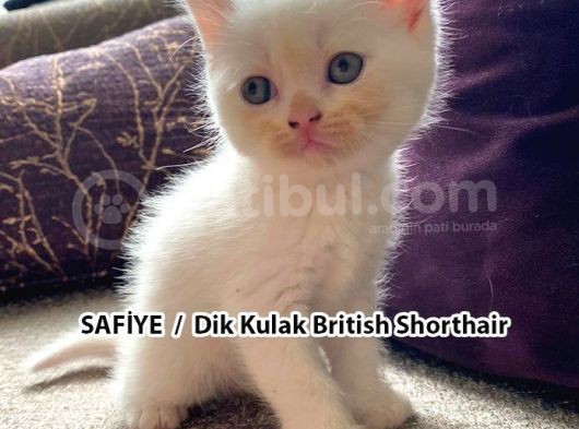 Yumuşacık Tüylü Süt Beyaz British Ve Scottish Minnoşlar görsel
