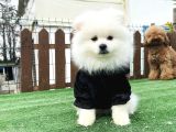 Teddy Face Ayi Surat Pomerani̇an Boo Yavrularimiz