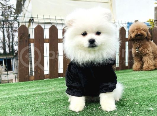 Teddy Face Ayi Surat Pomerani̇an Boo Yavrularimiz görsel