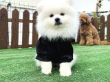 Teddy Face Ayi Surat Pomerani̇an Boo Yavrularimiz