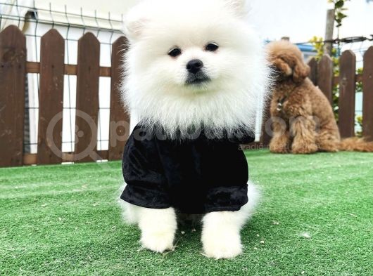 Teddy Face Ayi Surat Pomerani̇an Boo Yavrularimiz görsel